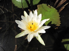 Nymphaea ampla