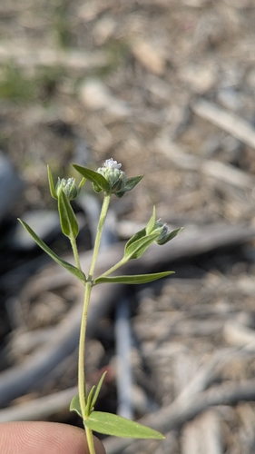 Pycnanthemum virginianum