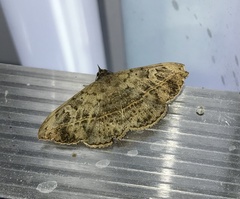 Anticarsia gemmatalis