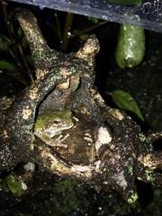 Hyla japonica