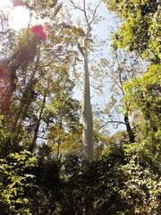 Eucalyptus grandis