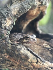 Hyla japonica