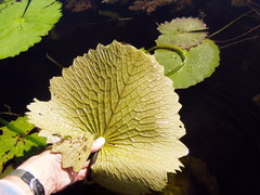 Nymphaea ampla