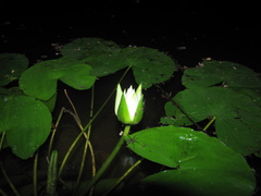 Nymphaea glandulifera