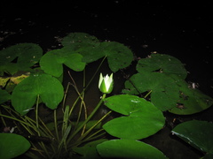 Nymphaea glandulifera