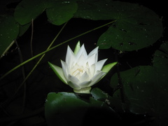 Nymphaea glandulifera