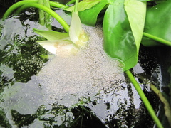 Nymphaea glandulifera