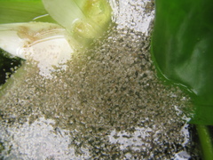 Nymphaea glandulifera