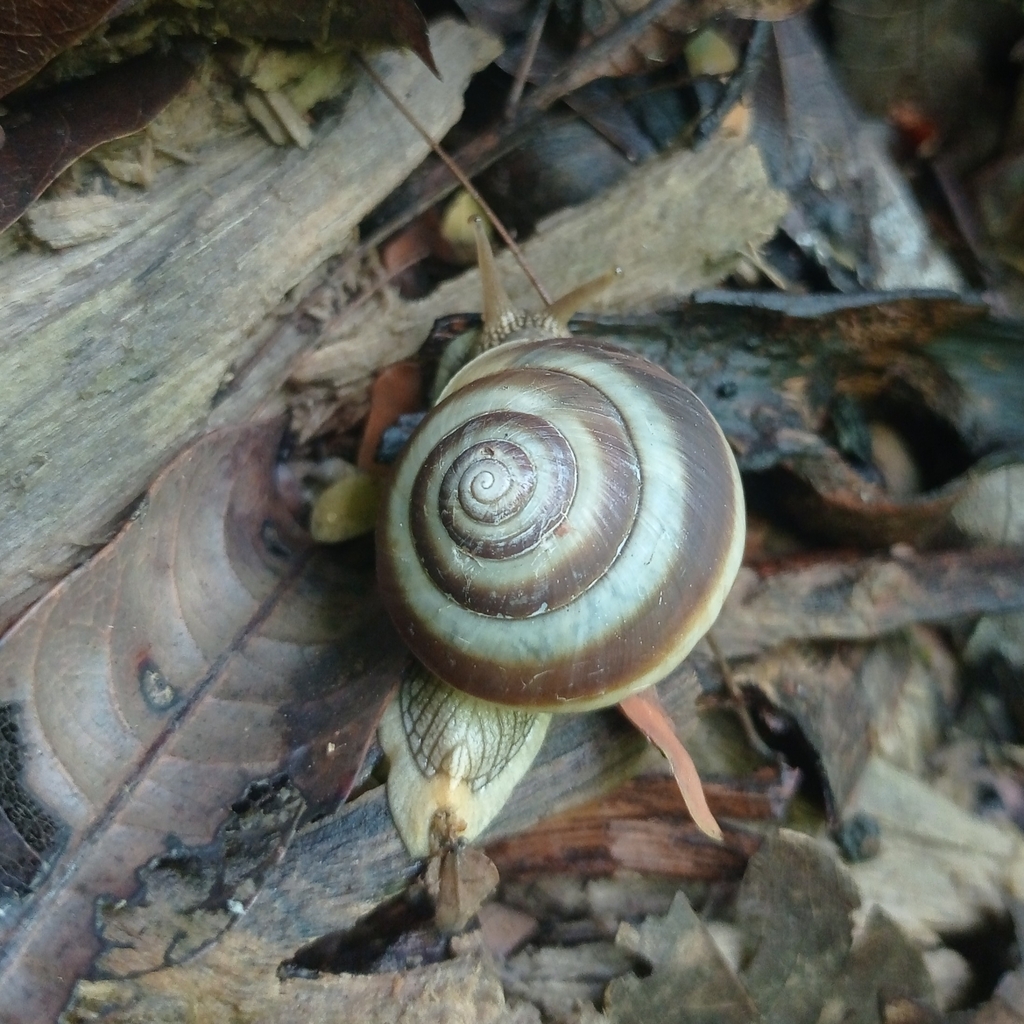 Ariophanta kadapaensis
