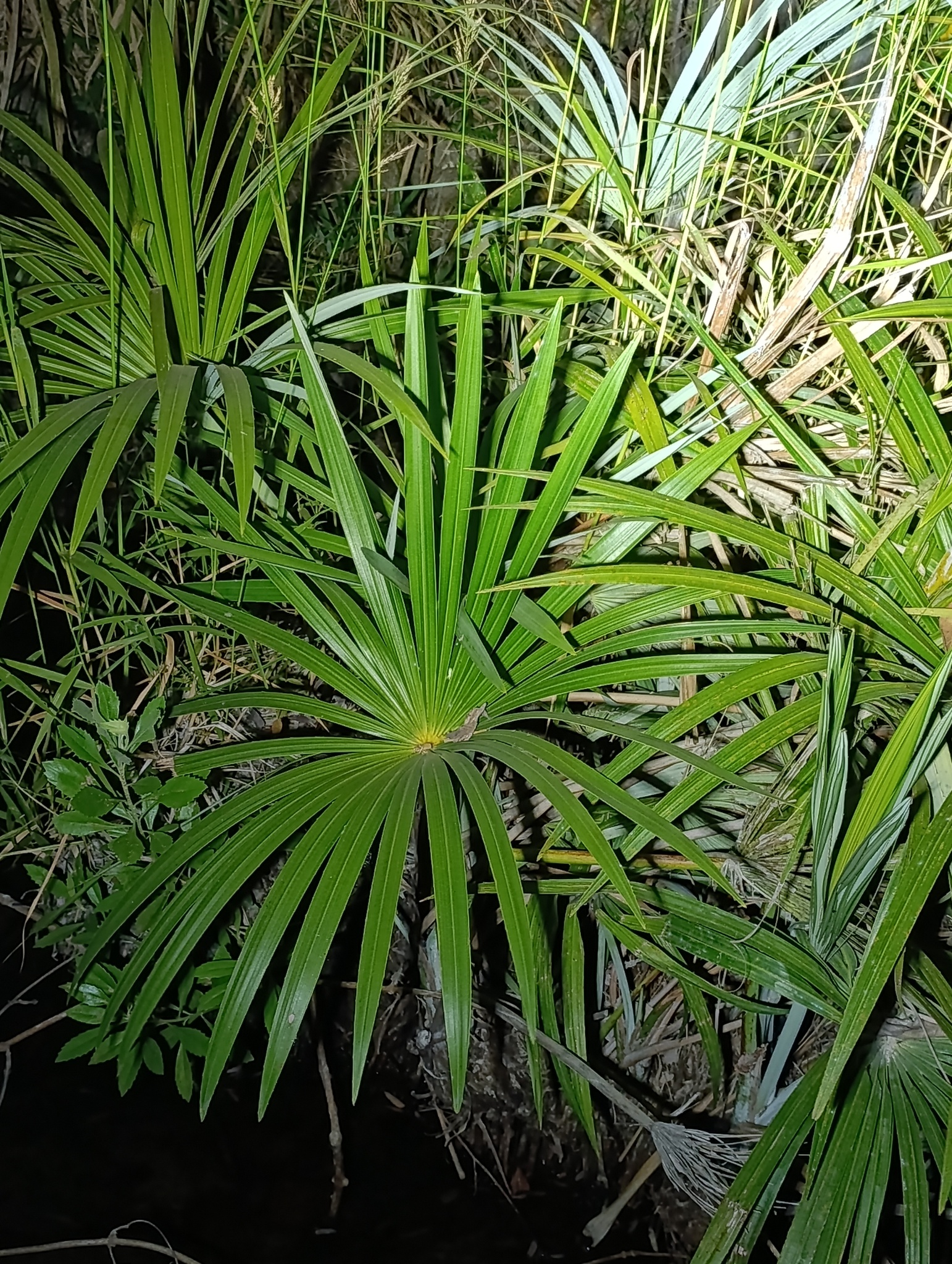 Mauritia flexuosa