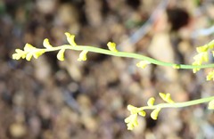 Synaphea rangiferops