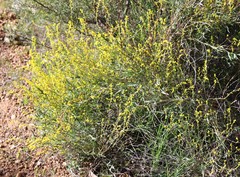 Synaphea rangiferops