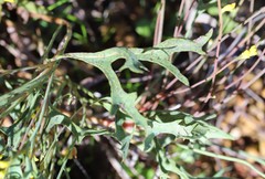 Synaphea rangiferops