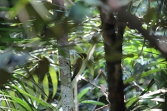 Piculus chrysochloros