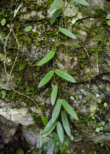 Hoya lyi