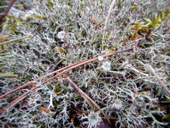 Cladonia amaurocraea