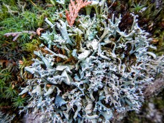 Cladonia turgida