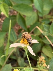 Apis mellifera