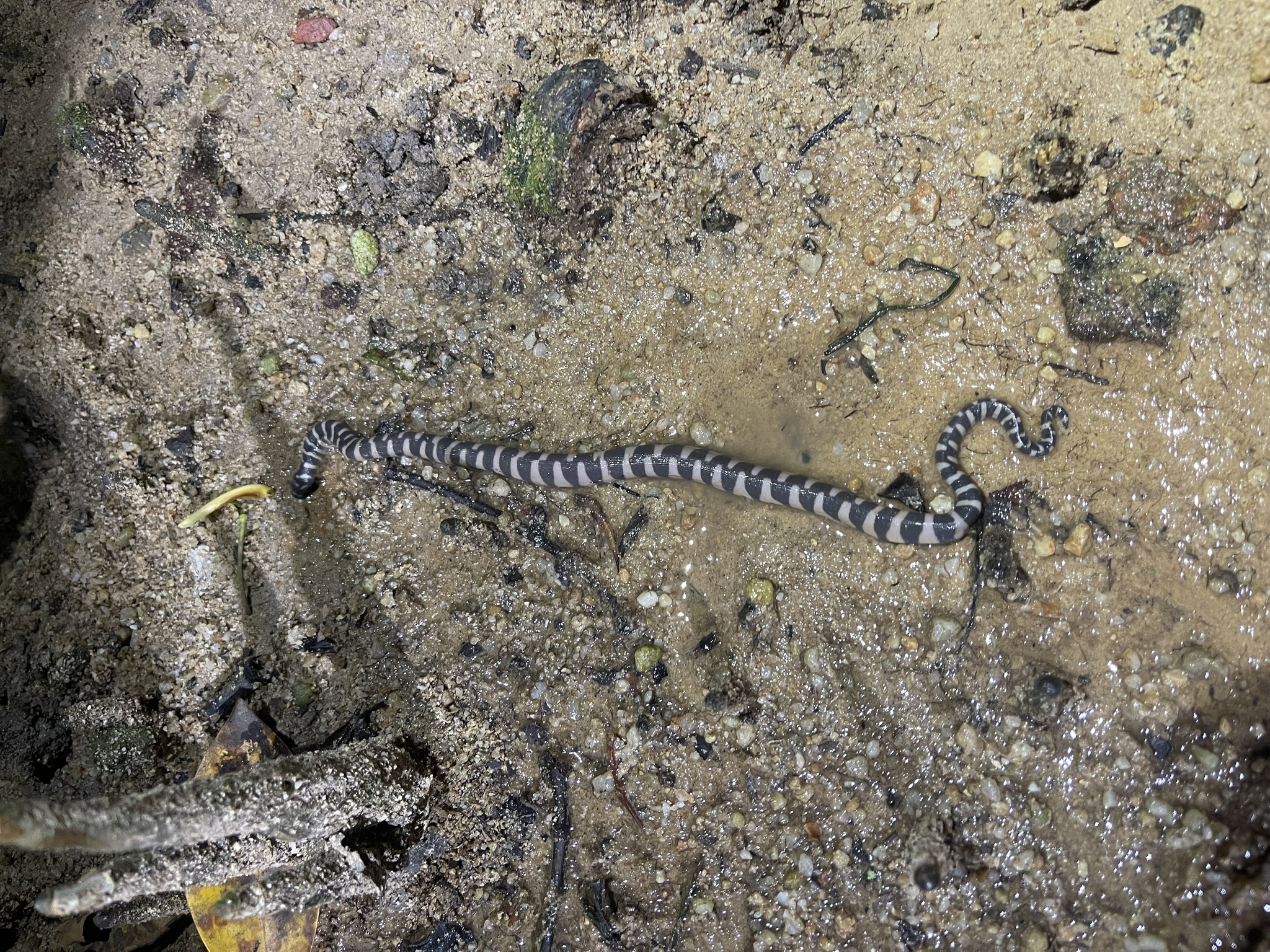 Acrochordus granulatus (Schneider, 1799)