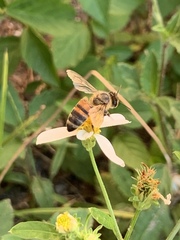 Apis mellifera