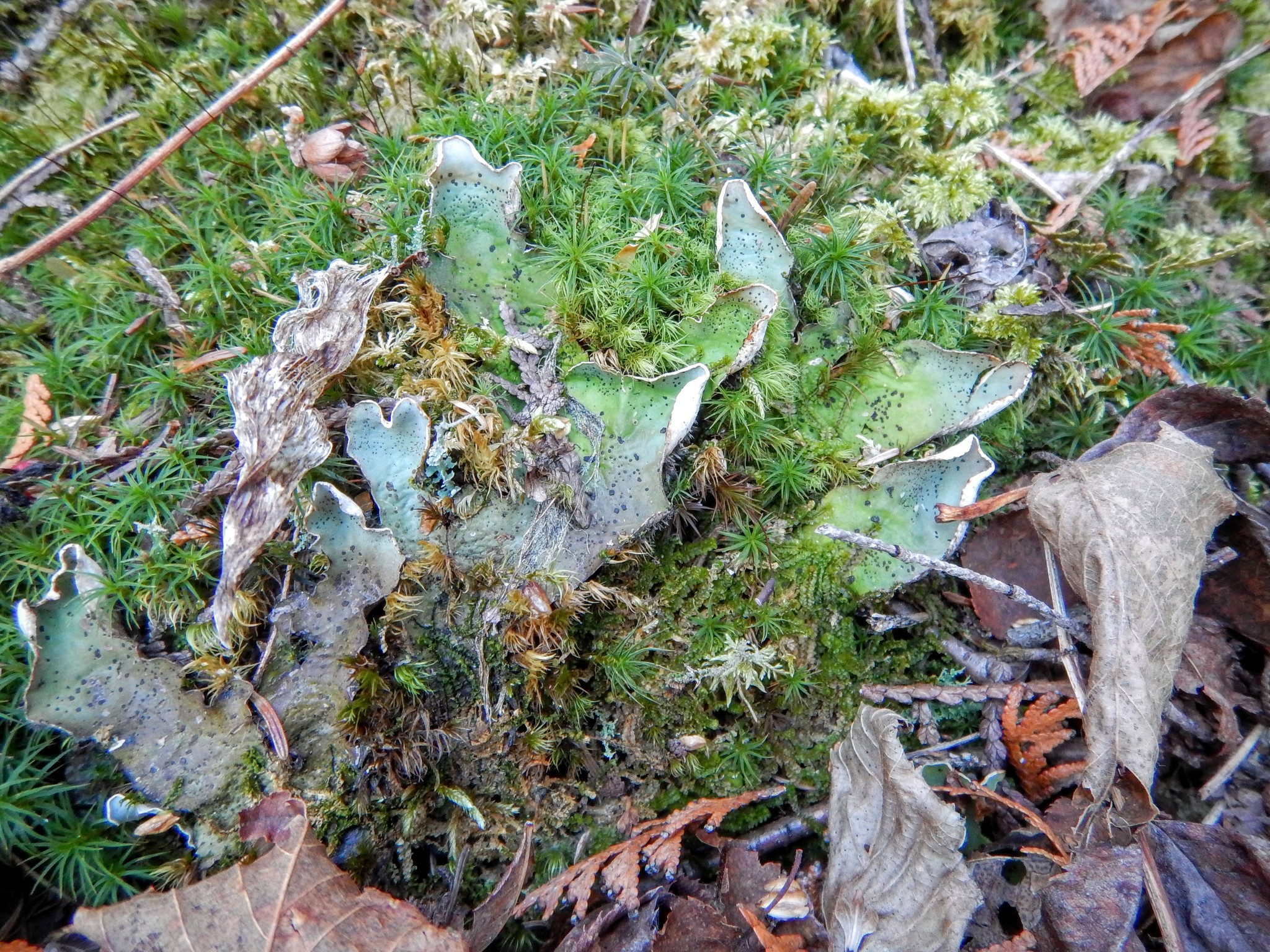 Peltigera aphthosa image