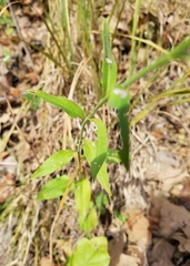 Symphyotrichum anomalum