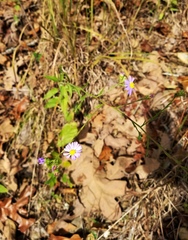 Symphyotrichum anomalum
