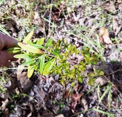 Hypericum lobocarpum