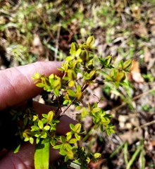 Hypericum lobocarpum