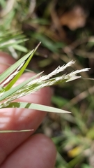 Muhlenbergia glabrifloris