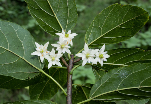 Craigia yunnanensis thumbnail