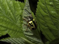 Calligrapha fulvipes