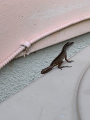 Anolis sagrei