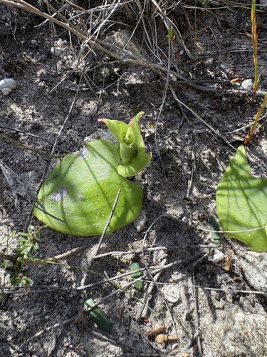 Green Tongue Satyre (Satyrium emarcidum)