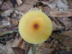 Mallaspis scutellaris