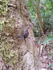 Mallaspis scutellaris