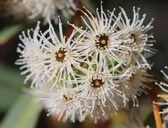Eucalyptus loxophleba