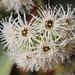 Eucalyptus loxophleba - Photo (c) overlander (Gerald Krygsman), some rights reserved (CC BY-NC), uploaded by overlander (Gerald Krygsman)