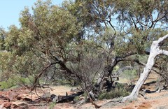 Eucalyptus loxophleba