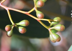 Eucalyptus loxophleba
