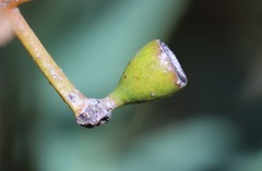 Eucalyptus loxophleba