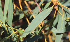 Eucalyptus loxophleba