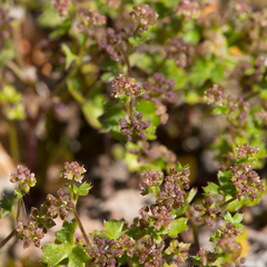 Hydrocotyle callicarpa