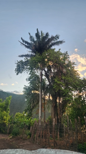 Roystonea borinquena, photograph 6