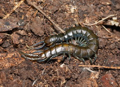 Cormocephalus esulcatus