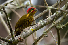 Golden-Green Woodpecker photo 2