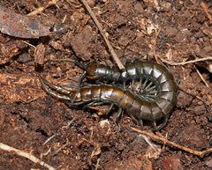 Cormocephalus esulcatus