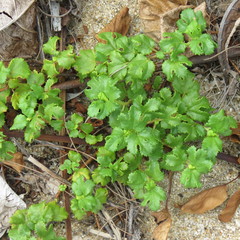 Triumfetta procumbens