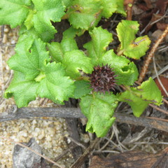 Triumfetta procumbens