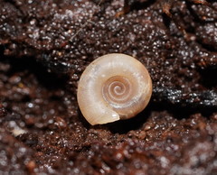 Meredithena dandenongensis